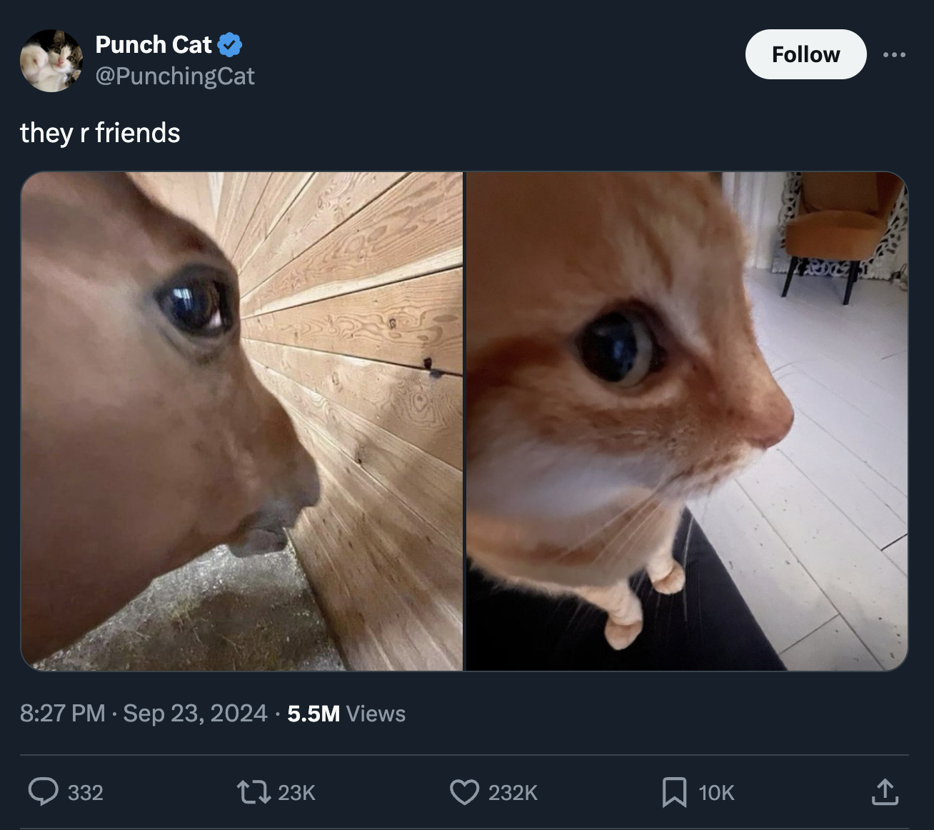 horse side angle meme - Punch Cat they r friends 5.5M Views 10K